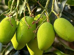 Mango seeds were collected manually from mango fruits, washed to get rid of any adhering fruit flesh and then it consists of nutrients, vitamins, and minerals, which we do not know. Raw Mango Benefits 5 Unique Ways To Use Raw Mangoes