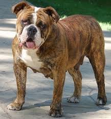 Check out our old english bulldog selection for the very best in unique or custom, handmade pieces from our shops. Olde English Bulldogge Dog Breed Information And Pictures