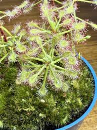 Image result for Drosera madagascariensis