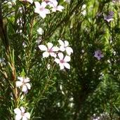 Use in a container as a young plant and transplant to a foundation shrub as it matures. Coleonema Sunset Gold Coleonema Pulchellum Sunset Gold Gold Breath Of Heaven Plant Lust