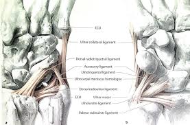 Dadurch kann sich der tfcc. Postoperative Handtherapeutische Behandlung Nach Operativer Stabilisierung Des Distalen Radioulnargelenkes Pdf Free Download