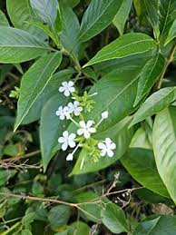 Image result for Plumbago zeylanica