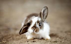 Elever Un Lapin Nain A La Maison Conseils Et Bonnes Pratiques All sold out and thank you for your support!something is cooking for summer 2021! elever un lapin nain a la maison