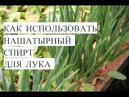 почему желтеет перо у лука и как с этим бороться Nashatyrnyj Spirt Dlya Luka Tonkosti Uspeshnoj Posadki Luka 20 05 2017 Youtube