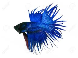 Please checked your transhipper for shipping schedules before asking me. Capture The Moving Moment Beautiful Of Siam Blue Halfmoon Betta Stock Photo Picture And Royalty Free Image Image 83853162