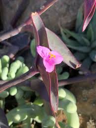 Image result for Tradescantia pallida