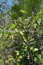 Image result for Polyscias fulva