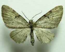 Image result for Eupithecia tenuiata