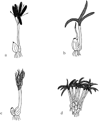 Image result for Macrotyloma maranguense