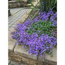 Campanula Poscharskyana Camgood Blue Waterfall Serbian Bellflower Front Gardens Campanula Plant Plants
