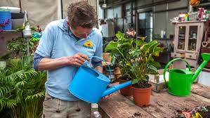 Mücken im blumentopf mit nematoden bekämpfen. Diese Hausmittel Helfen Bei Trauermucken Ndr De Ratgeber Garten Schadlinge