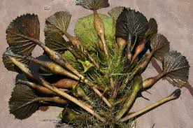 Image result for Trapa natans