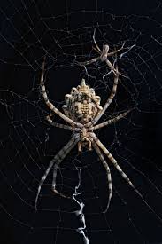 Pin Von Karin Auf Spinnen Spinne Tiere Insekten