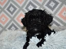 Why is uptown puppies different from other places with morkie poo puppies for sale? Morkie Poo Dog Female Black 3155052 Petland Dunwoody Puppies For Sale