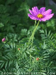 They have excellent summer durability, powering through high heat and humidity, and make ideal bedding and container plants for hot climates. 10 Flowers That Love Hot Summers And How To Grow Them Growing In The Garden