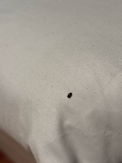 Is this a beg bud? : r/whatsthisbug