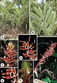 Image result for Antrophyum mannianum