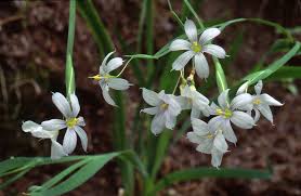 Image result for Sisyranthus