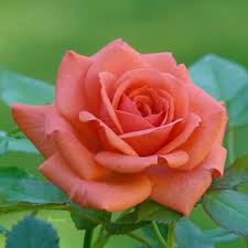 Flowers are precious beauty of nature, which gives expression to our emotions. Pin On Fleurs