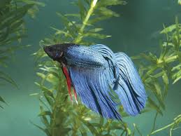 Even beginner fish keepers can successfully rear several generations, doubling. Low Maintenance Freshwater Fish For Beginners