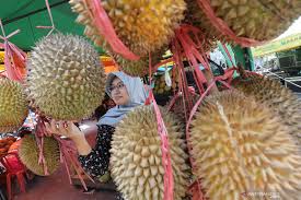 Seperti juga manusia, secara normal telinga kucing memproduksi semacam cairan berwarna kuning kecoklatan seperti lilin (wax), yang berfungsi. Terapi Durian Antara News