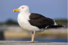 Image result for seagull