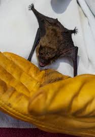 Brown Bat Saved From A Bucket Of Petroleum Waste Had To Be Cleaned But Survived And Was Released Within 48 Hours Ready To Go See Bird Bat Baby Bats Job Shop
