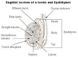 Jul 02, 2021 · testes. Seer Training Testes