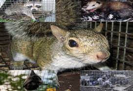For a fee payable by the resident bcas will pick up dead animals on private property. Hunterdon County Nj Animal Trapping Humane Widllife Removal