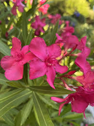 Image result for Nerium oleander