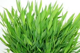 Image result for Pogonatherum paniceum