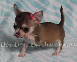 Dachshund puppies for sale in pa under $300. 63 Chihuahua Puppies For Sale In Texas Craigslist L2sanpiero