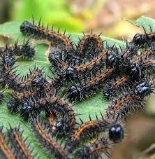 Black And White Striped Caterpillar With Yellow Spots Stinging Caterpillars Of The United States The Ark In Space Caterpillar Betula Pendula United States