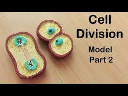 How To Make Cell Division Model Part 2 3d Thermocol Styrofoam Carving Youtube In 2020 Cell Division Stem Learning How To Make