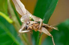 Some gardeners have used praying mantis to control other insects but other bugs like lady beetles have been found to be much more effective. Praying Mantis Pest Control For Your Garden Home And Gardens