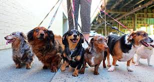 Image result for people walking pets