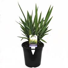 It has stunning blue foliage and masses of purple and yellow flowers from september to november. 180mm Dianella Clarity Blue Dianella Species Bunnings Australia