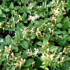 Es una planta majestuosa y con una flor muy curiosa de origen asiático. Lonicera Japonica Madreselva Flores Frescas Online