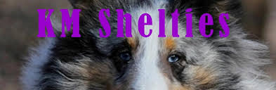 We provide a free lising service for shetland sheepdog breeders to advertise their puppies in chandler, flagstaff, lake havasau, mesa, phoenix, scottsdale, tempe, tucson and anywhere else in arizona. Quality Shetland Sheepdog Shelties Breeder Show Pet Puppies