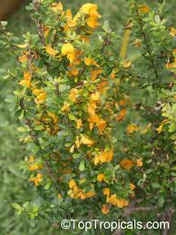 Image result for Brya