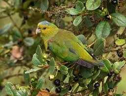 Image result for Indigofera paracapitata