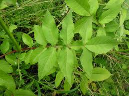 Image result for Caprifoliaceae