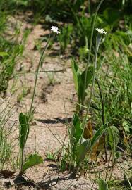 Image result for Gerbera piloselloides