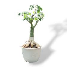 Image result for Adenia fruticosa