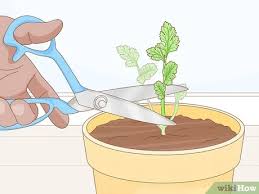 Herbs grown for their foliage should be harvested before they flower. How To Harvest Parsley With Pictures Wikihow