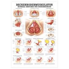Ein schichtplan oder schichtplan ist für unternehmen erforderlich, bei denen der tägliche produktionsprozess länger dauert als die nach dem arbeitsgesetzbuch der russischen. Mini Poster Pelvic Floor Muscles L X W 34x24 Cm Buy Online Sport Tec
