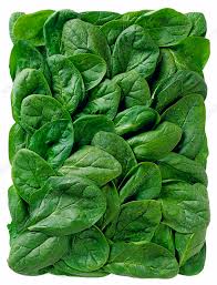 Image result for Spinacia oleracea