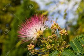 Image result for Fabaceae subfamily Mimosoideae