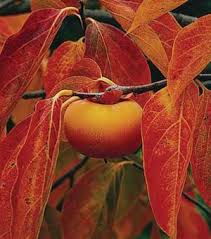 The silver triangular foliage makes way for the vibrant. Agastache Giant Hyssop Apache Sunset One Earth Botanical