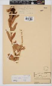 Image result for Eriosema vanderystii